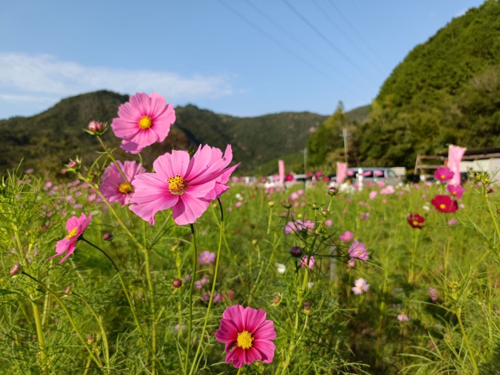 コスモス開花状況20261013