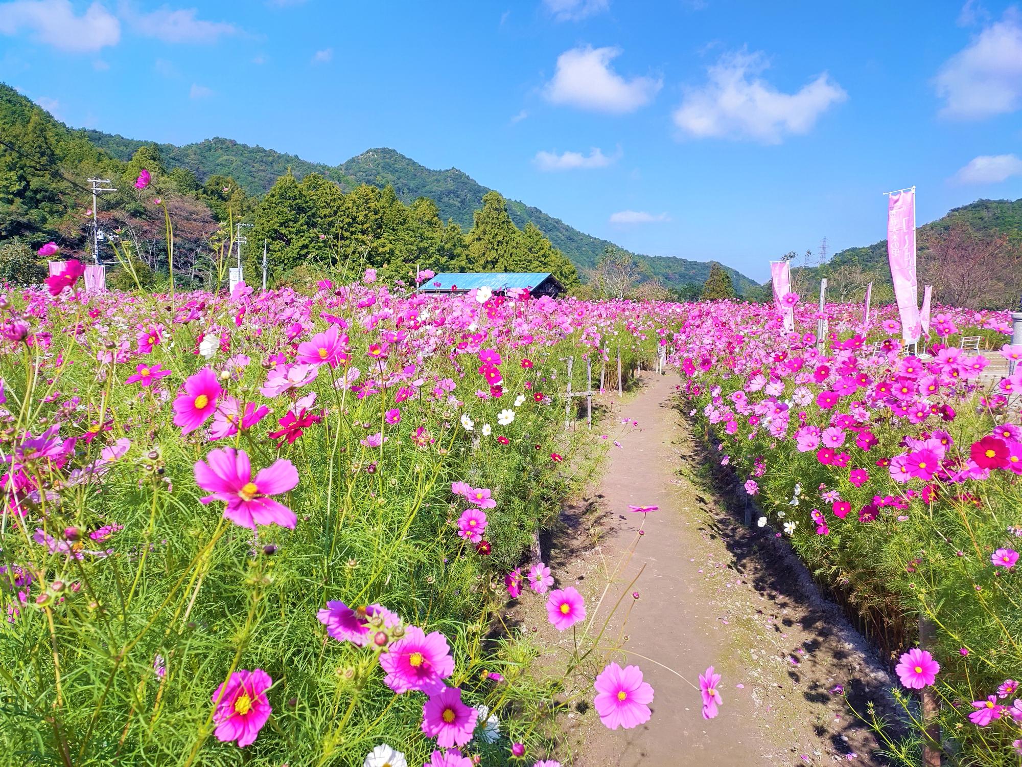 日根荘大木の里 コスモス園