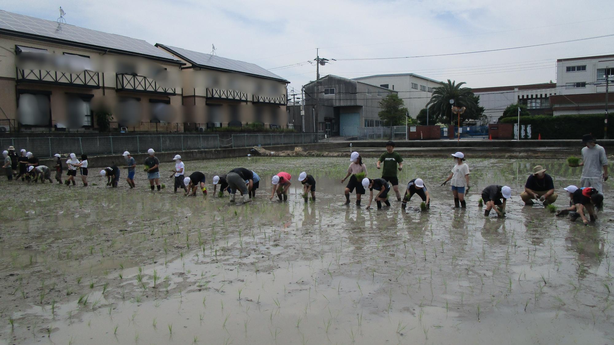 2025田植え体験1