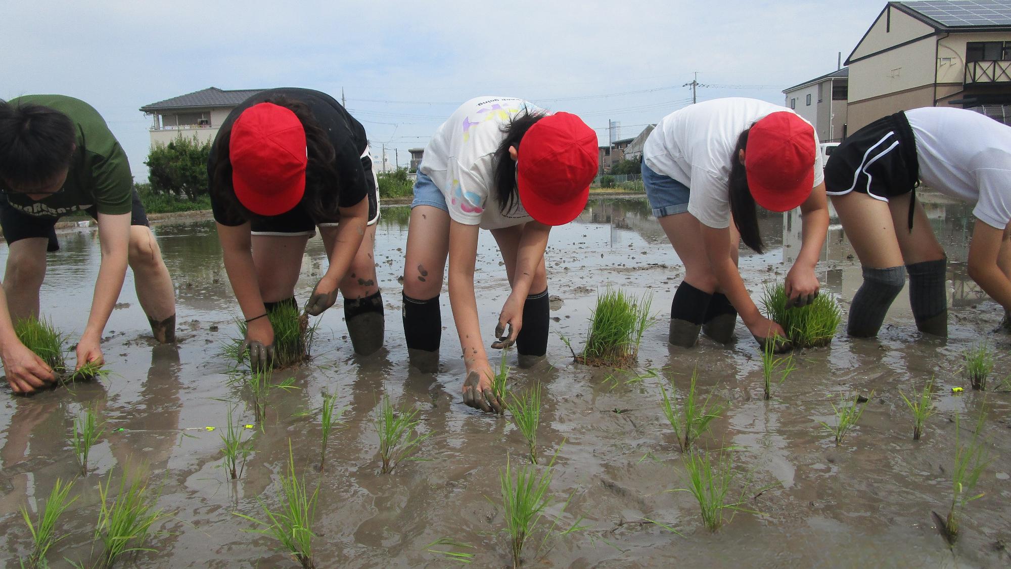 2025田植え体験2