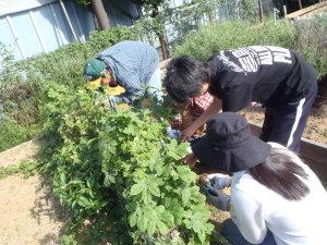 （2）園芸福祉活動