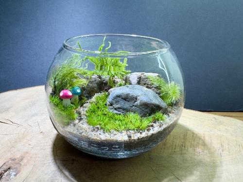 R8苔テラリウム