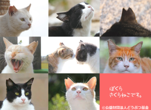 ぼくらはさくらねこです