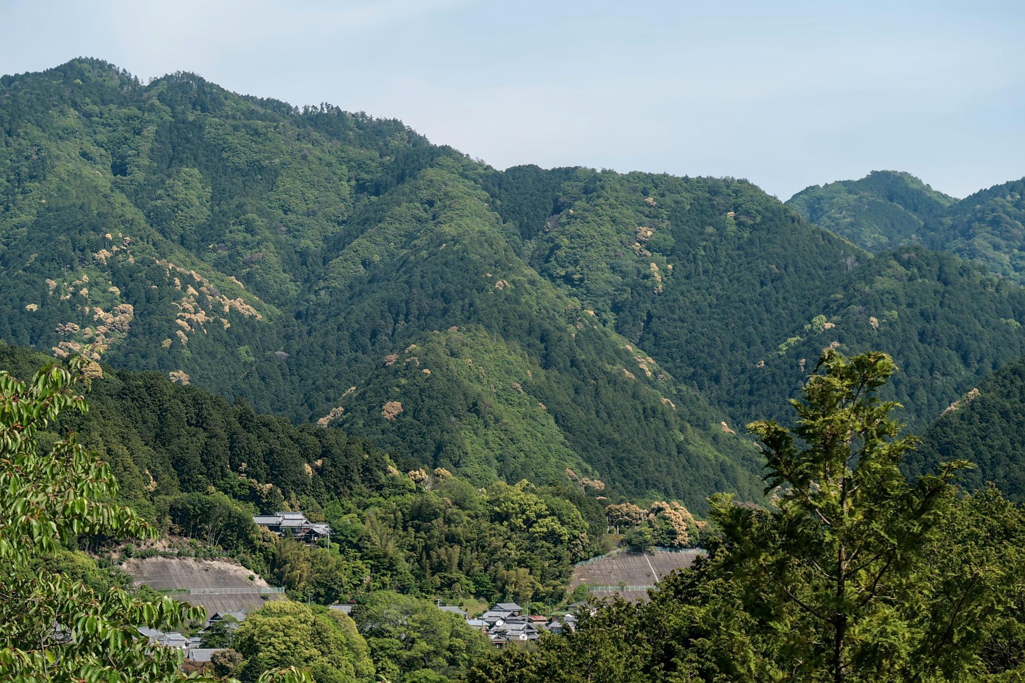 大木周辺の山並み
