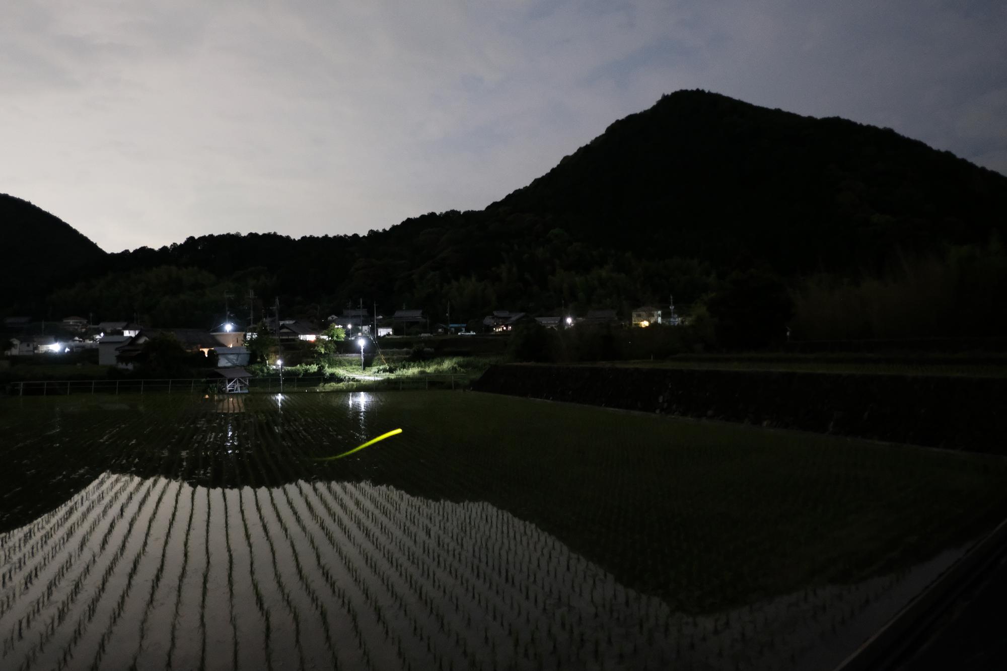 ホタル類