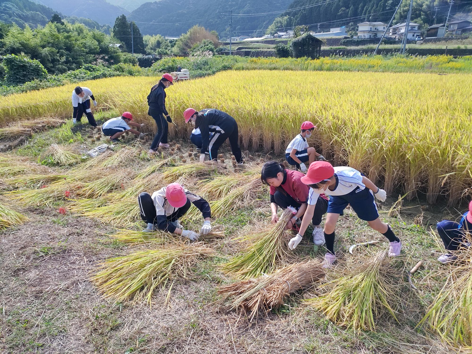 稲刈り体験