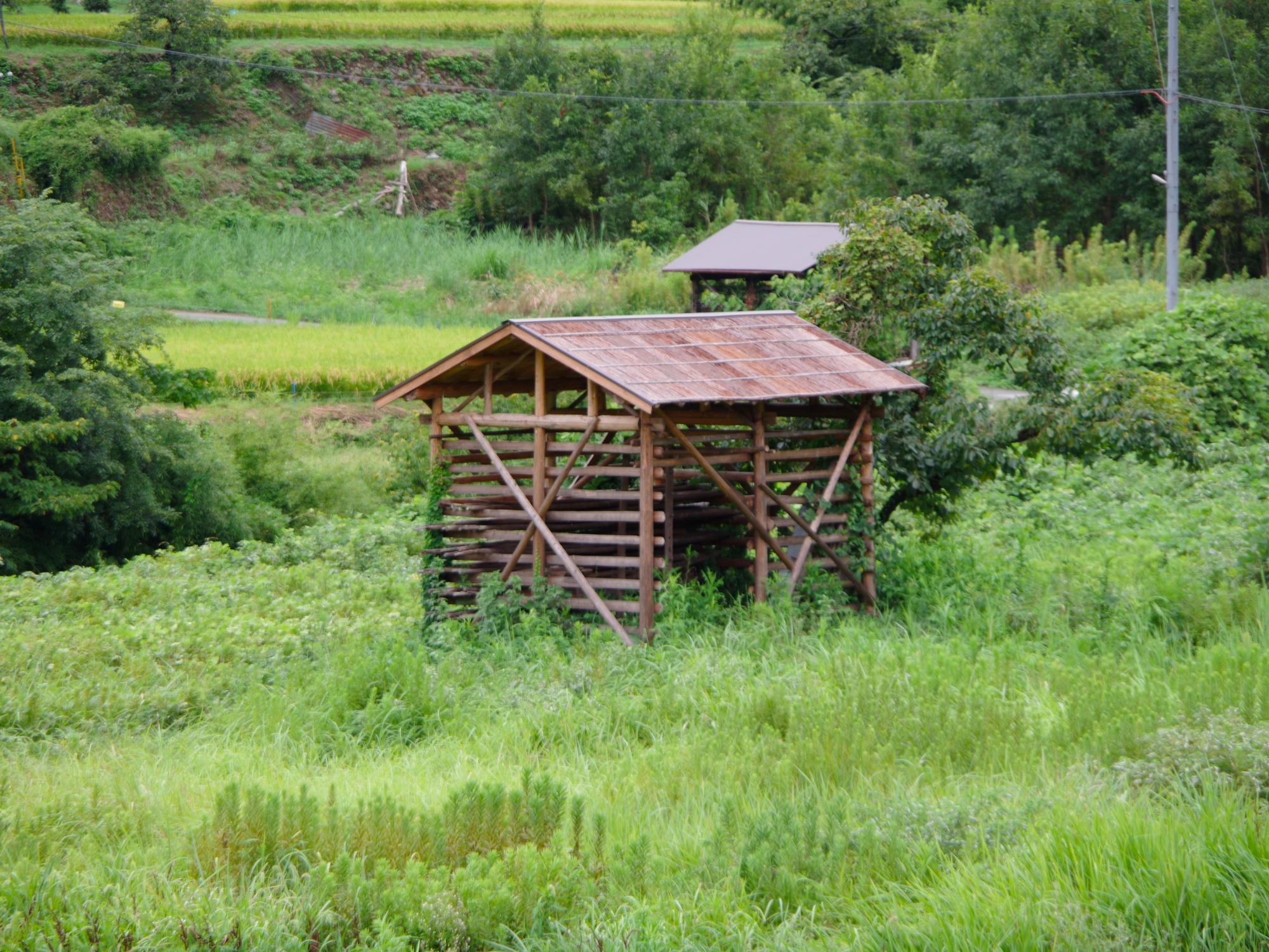 タマネギ小屋
