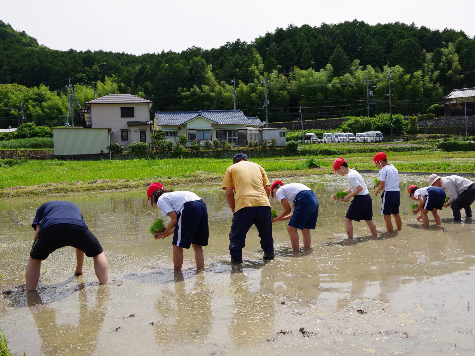 田植え体験
