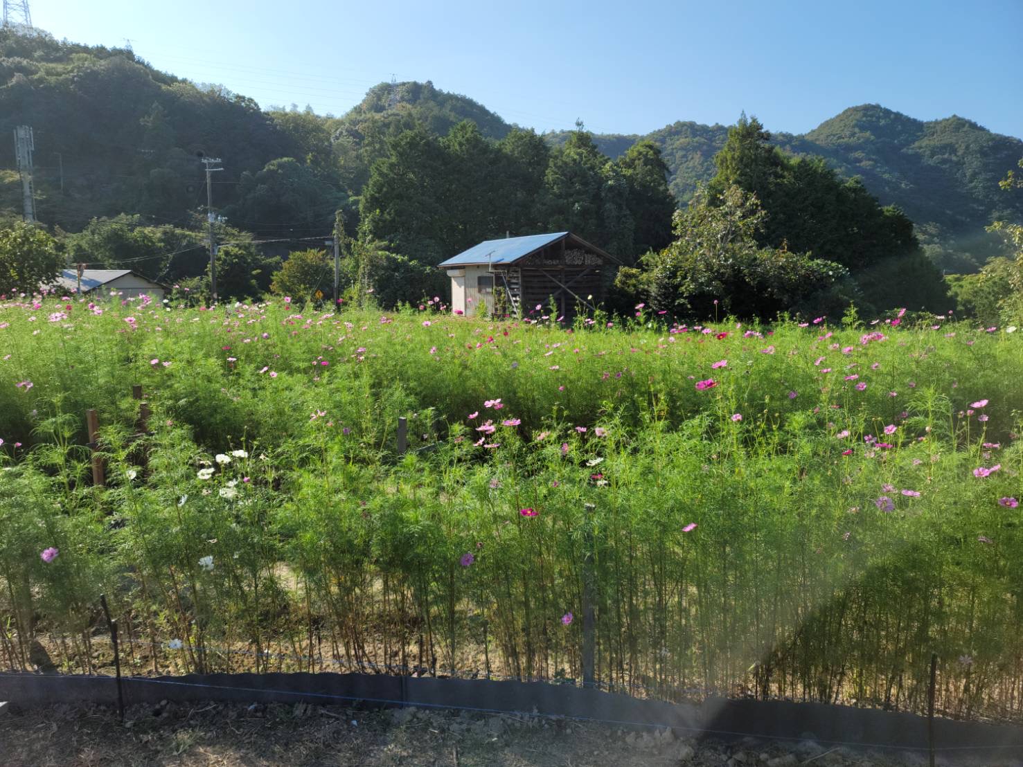 10月7日の開花状況
