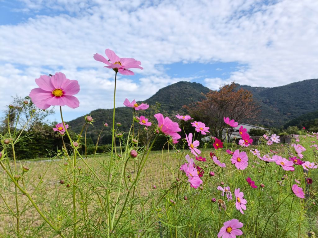 コスモス開花状況20261013