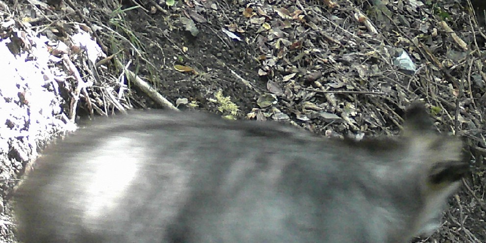 泉佐野市犬鳴山で発見されたニホンカモシカ（大阪府撮影）