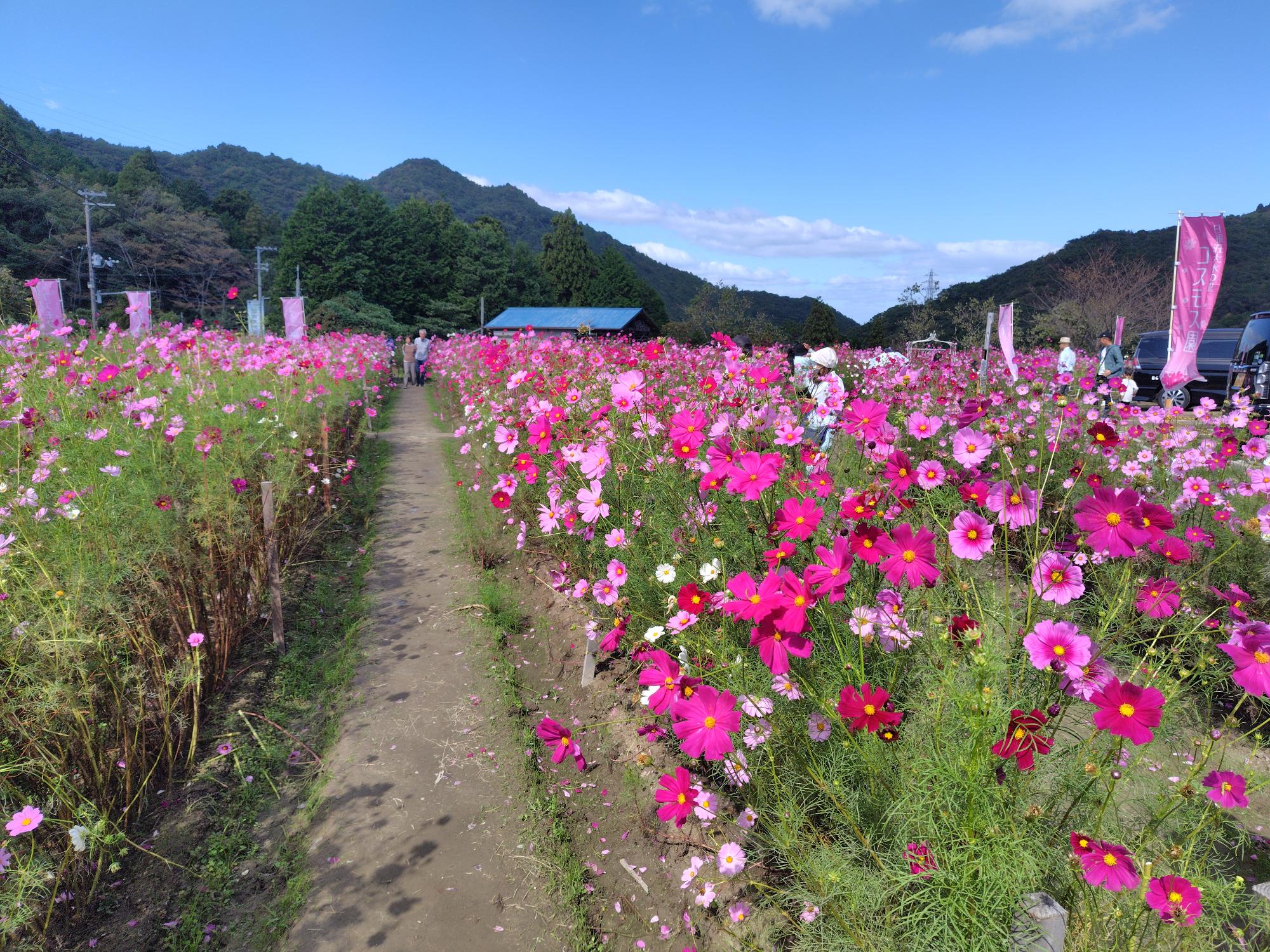 今年の満開時のコスモス園の様子