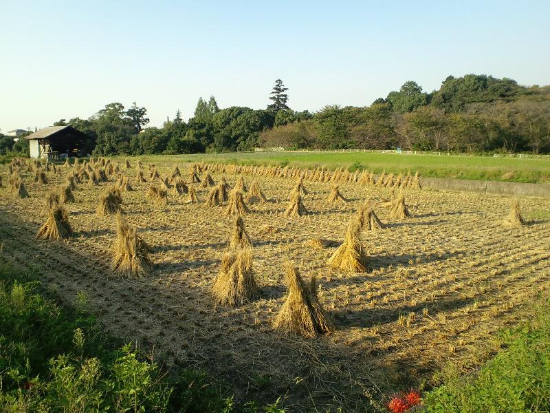 稲刈りの終わった風景