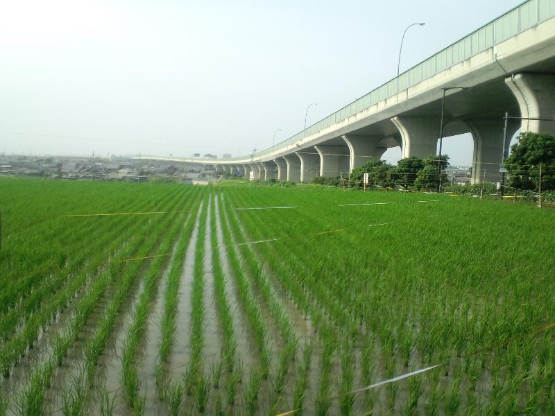 田植えと空連道