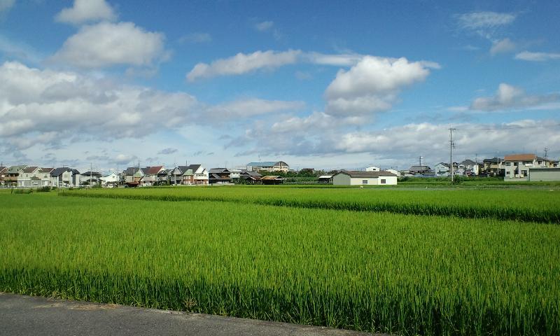 水田と空