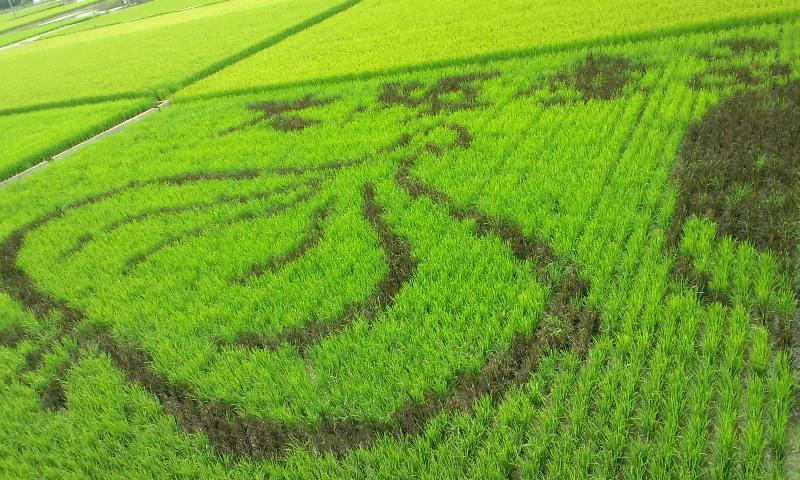 泉州たまねぎ