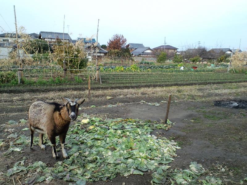 馬場牛乳店の前の山羊