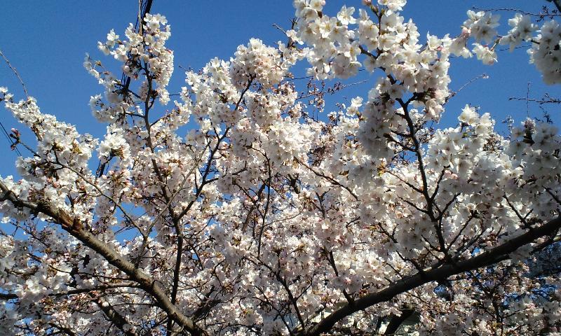 桜花爛漫