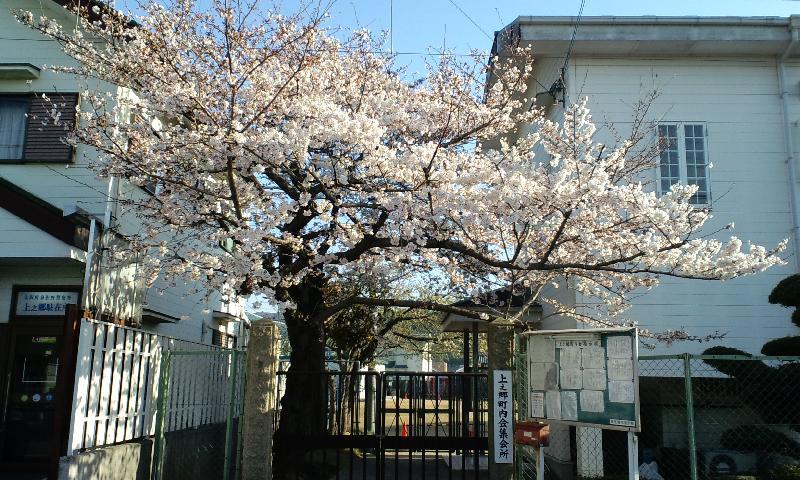 まさしく桜門