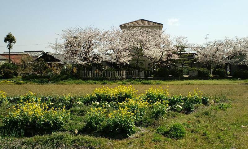 菜の花の向こうの茅渟宮跡