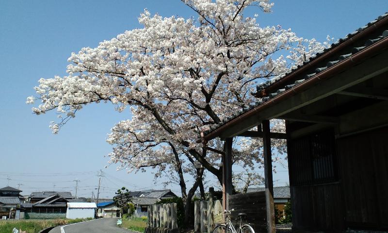 茅渟宮跡道路沿いの桜