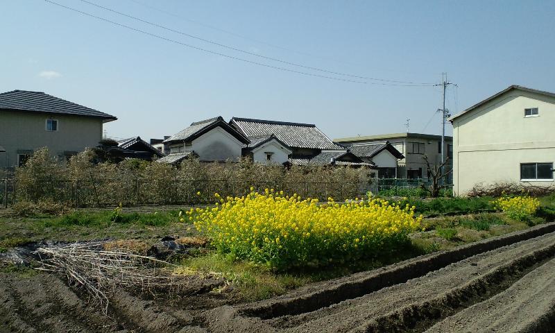 空と菜の花