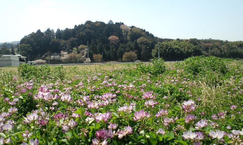 レンゲの風景