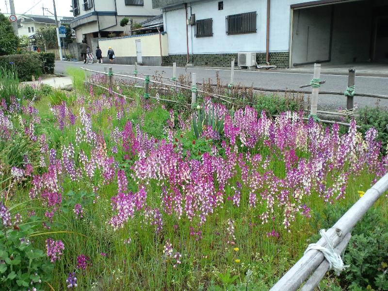 紫の可憐な花