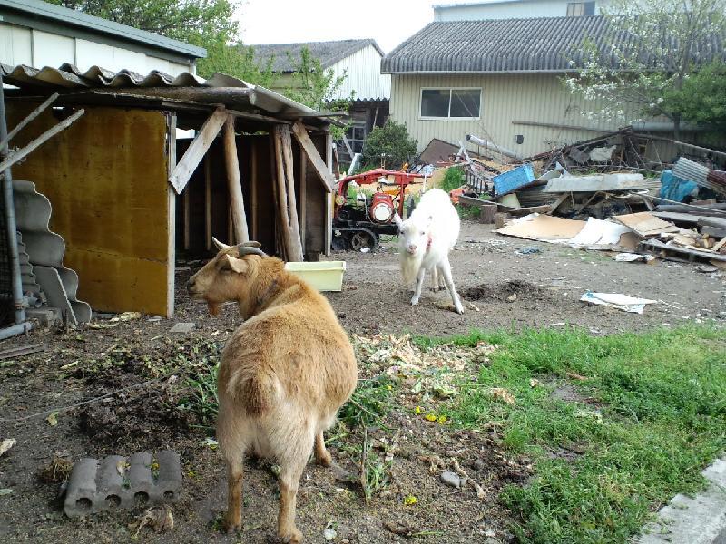 ひつじ達今日も元気