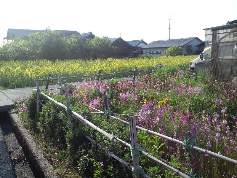 キャベツと紫の花