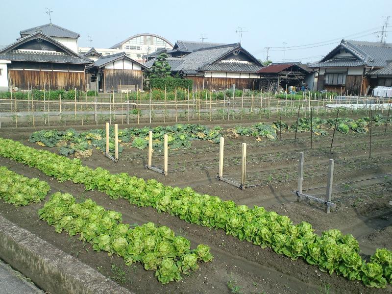 緑輝く風景1