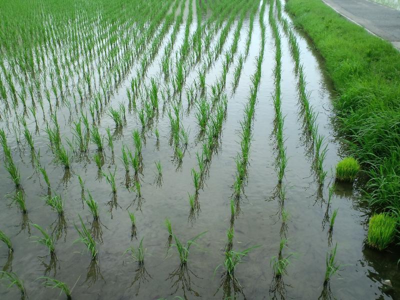 田んぼをのぞくと