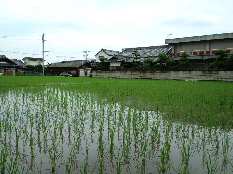 すくすく育つ稲