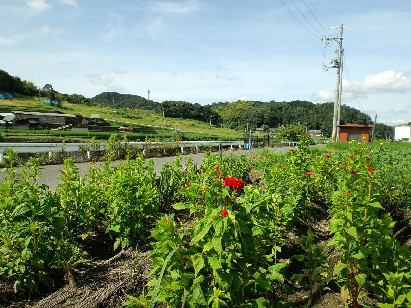 夏の川近く