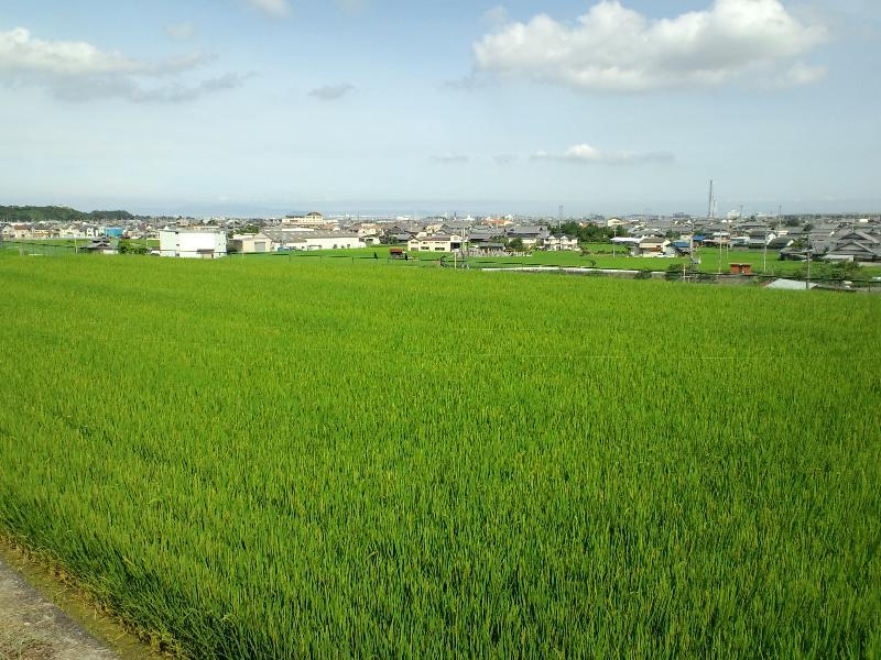 今年も稲がグングン実ってます