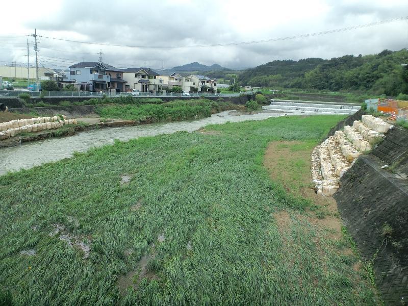 川原の草も倒れています