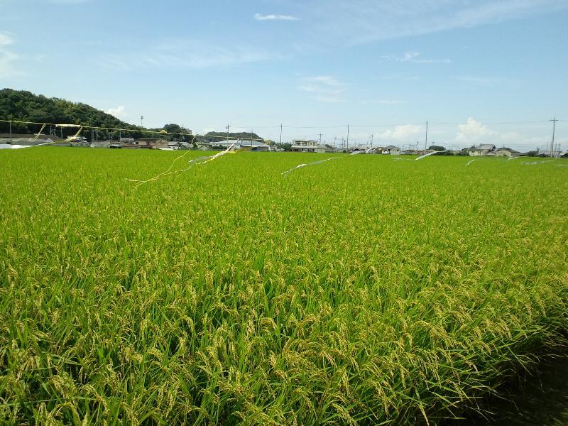 黄金の波