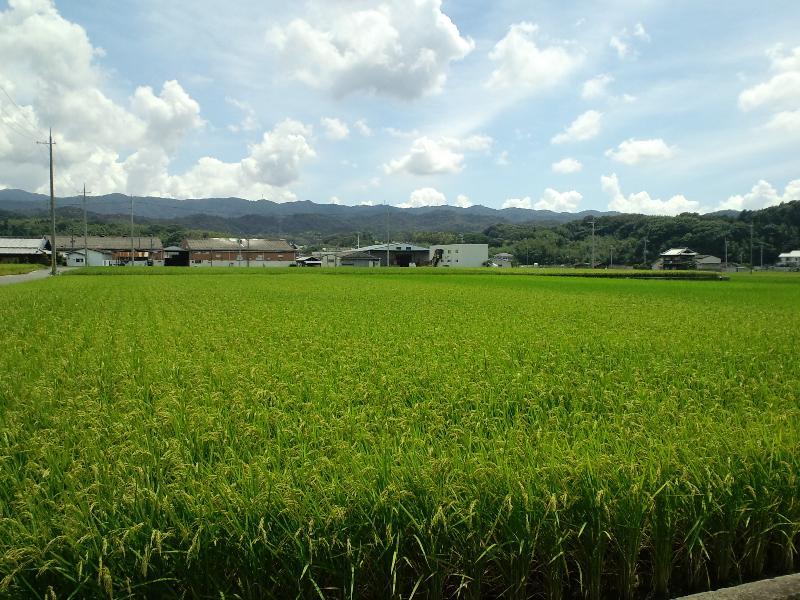 田んぼと稜線