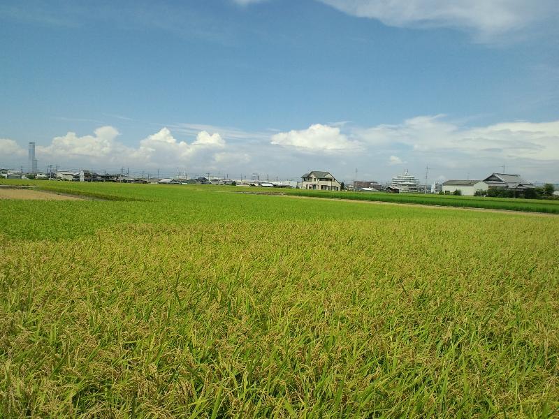 いろんな色の田んぼの風景2