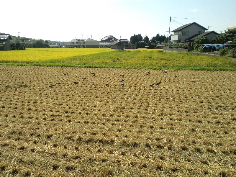 稲刈りのあとに鳩