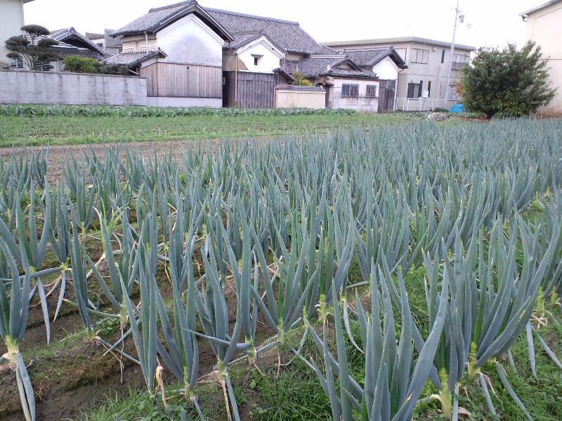 天に向かって伸びゆく