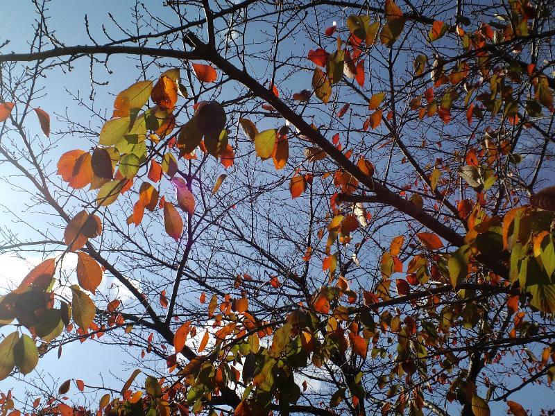 紅葉を見上げると