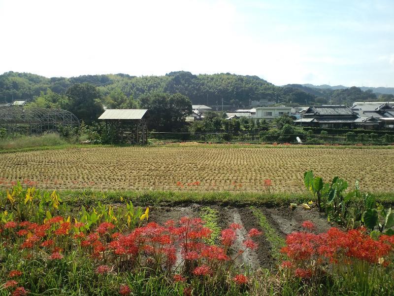 彼岸花の向こうに母山