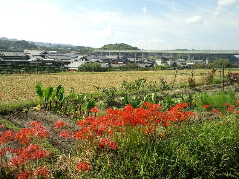 彼岸花 空連道の方角