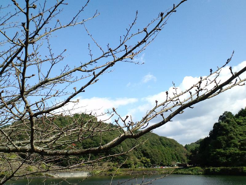 桜の蕾