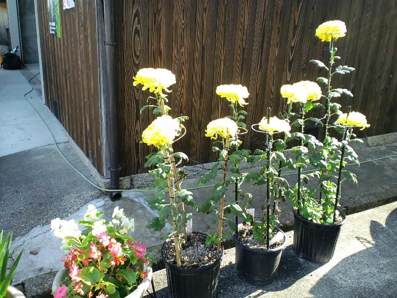 馥郁と菊花香る