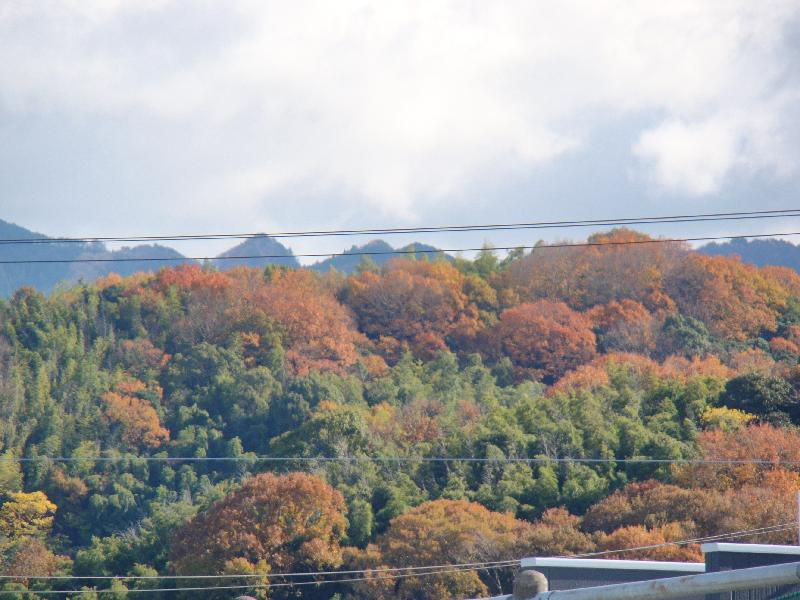 樫井川奥の山々