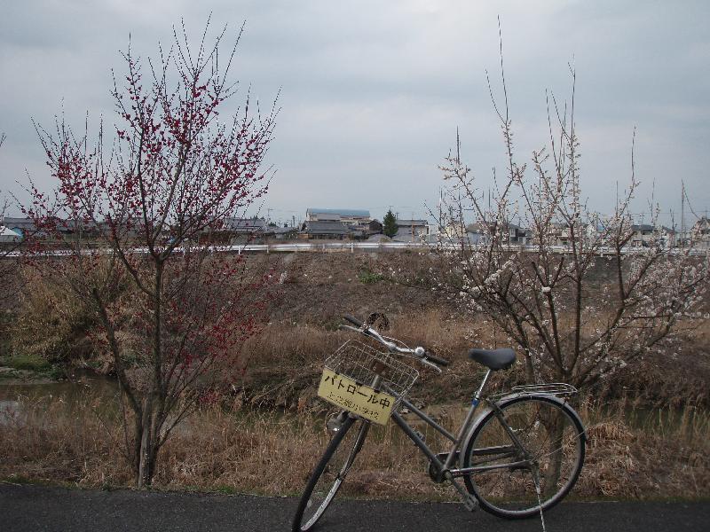 梅と校舎と自転車