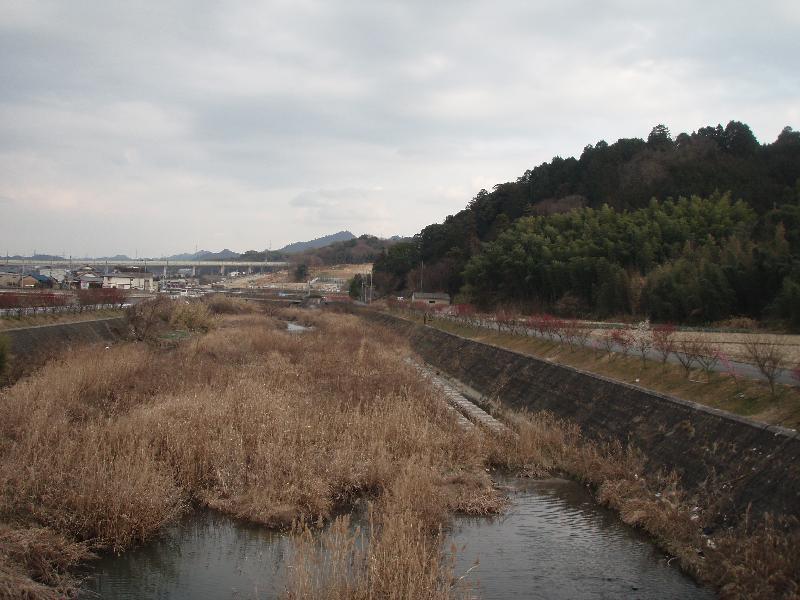 川沿いの梅