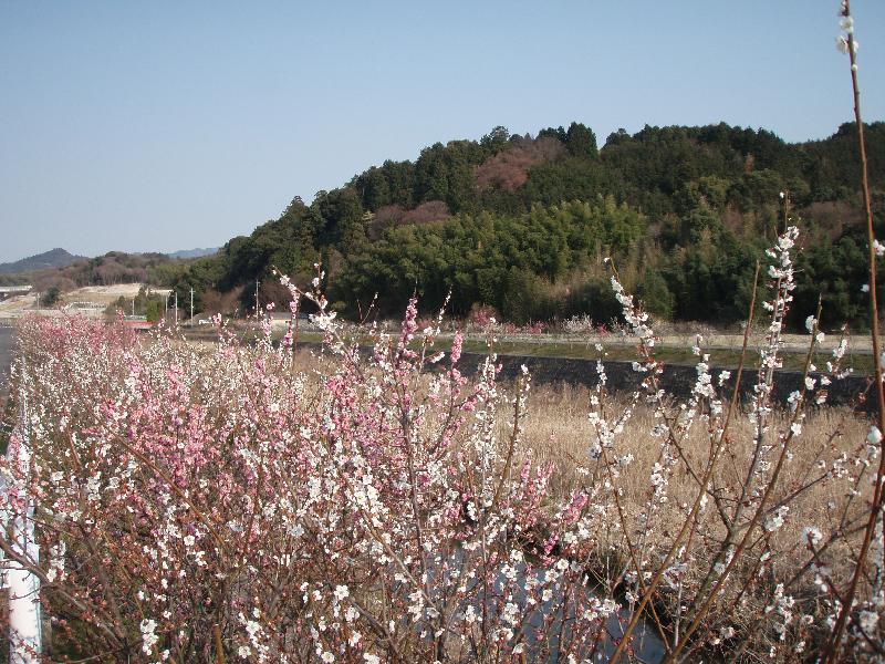 梅が満開